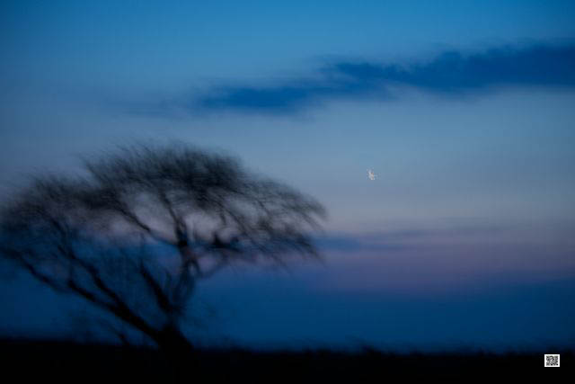 wildlife photography courses Kenya Tanzania south Africa Botswana kubrick