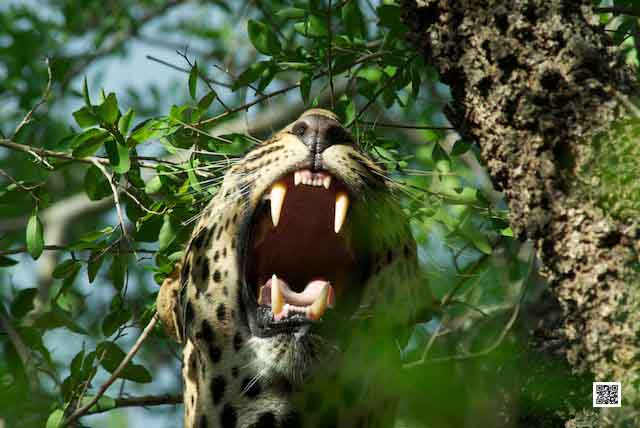 <br />photographic safaris south Africa Kenya Botswana Tanzania Namibia <br /><br />photographic safaris south Africa Kenya Botswana Tanzania Namibia <br />photographic safaris south Africa Kenya Botswana Tanzania Namibia leopard cool