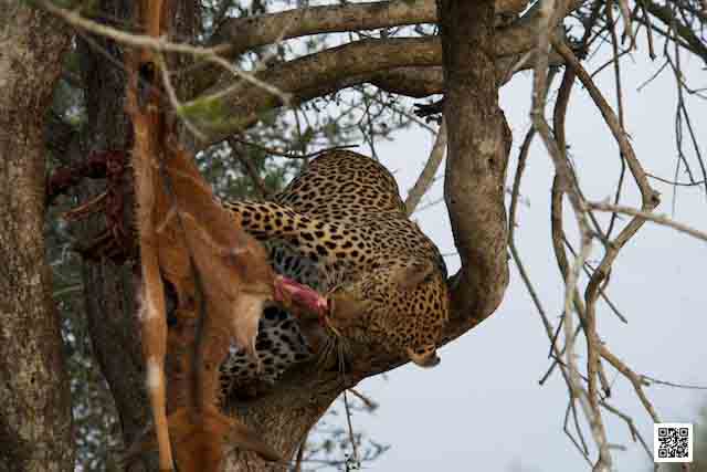 photographic safaris south Africa Kenya Botswana Tanzania Namibia leopard kill