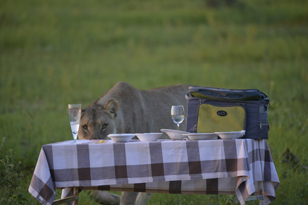 photographic safaris south Africa Kenya Botswana Tanzania Namibia lion tea