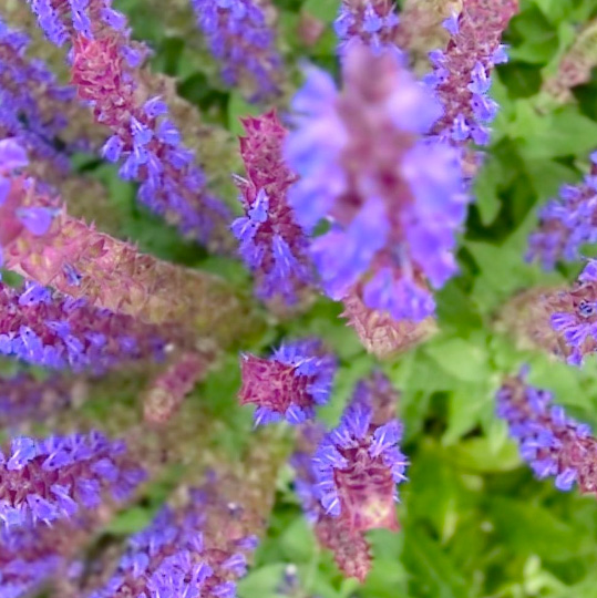 wildlife photography courses Kenya Tanzania south Africa Botswana lytro