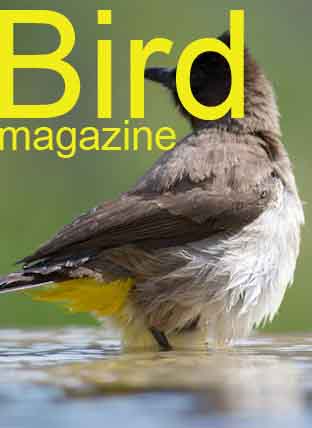 wildlife photography courses Kenya Tanzania south Africa Botswana magazine