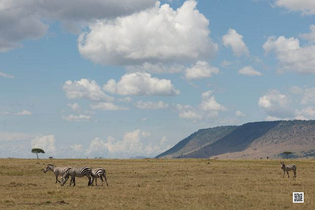 photographic safaris south Africa Kenya Botswana Tanzania Namibia mara10