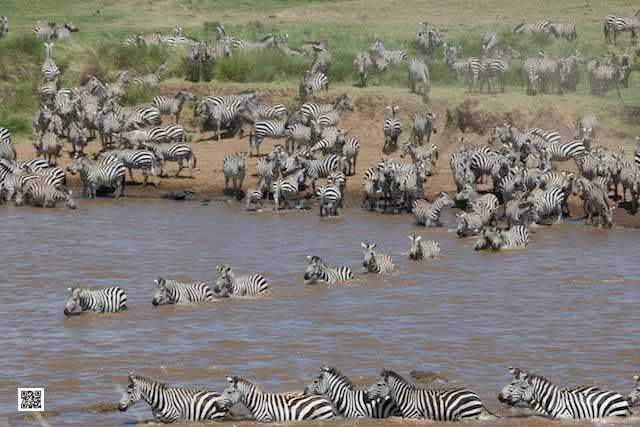 photographic safaris south Africa Kenya Botswana Tanzania Namibia mara2