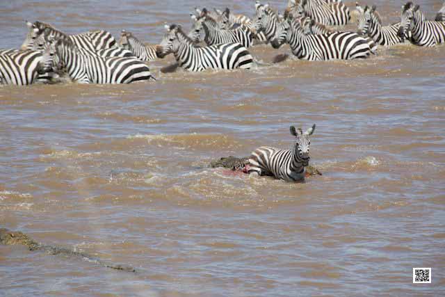 photographic safaris south Africa Kenya Botswana Tanzania Namibia mara3