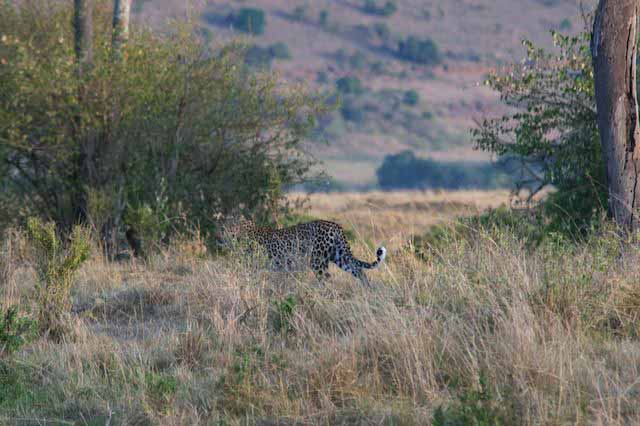 photographic safaris south Africa Kenya Botswana Tanzania Namibia mara5