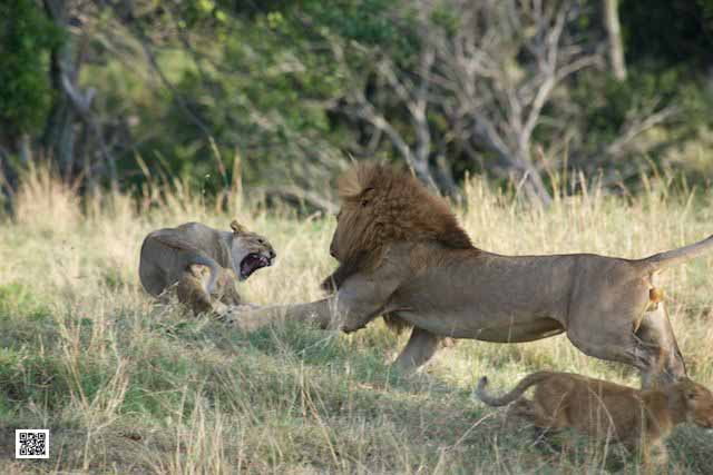 photographic safaris south Africa Kenya Botswana Tanzania Namibia mara9