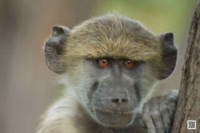 photographic safaris south africa kenya botswana tanzania namibia mind weather