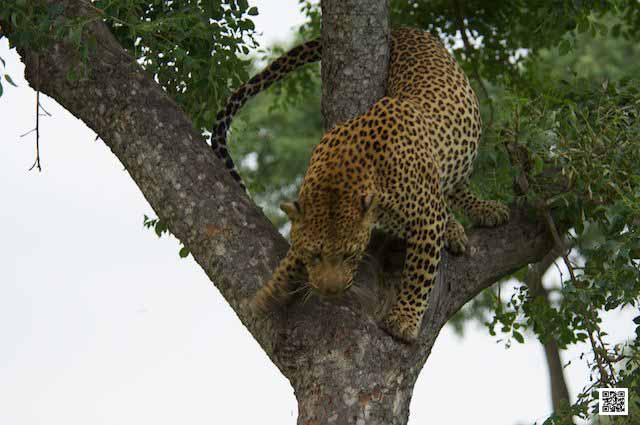 photographic safaris south Africa Kenya Botswana Tanzania Namibia moving objects