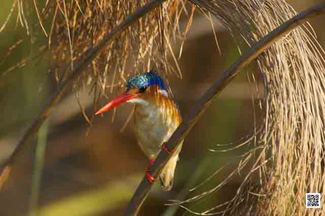 photographic safaris south africa kenya botswana tanzania namibia okavango tb
