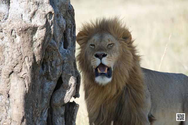 photographic safaris south Africa Kenya Botswana Tanzania Namibia photographer