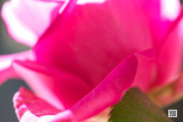 wildlife photography courses Kenya Tanzania south Africa Botswana popular