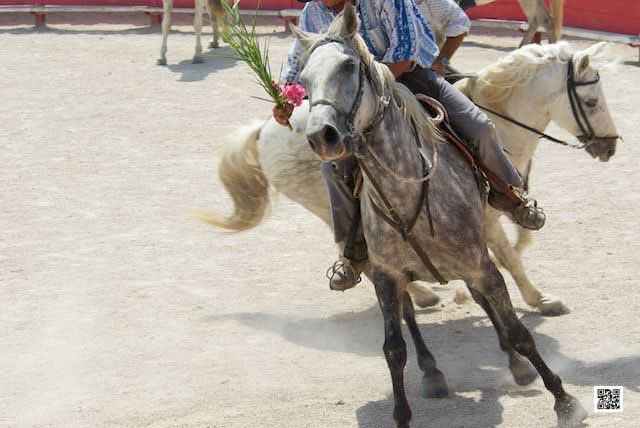 wildlife photography courses Kenya Tanzania south Africa Botswana present