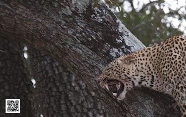 wildlife photography courses Kenya Tanzania south Africa Botswana pulitzer