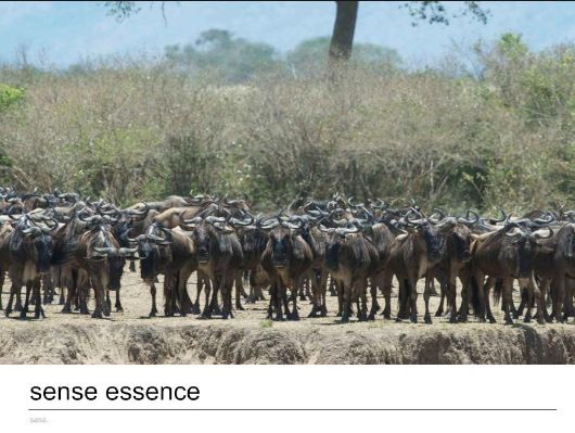 photographic safaris south Africa Kenya Botswana Tanzania Namibia sense essence