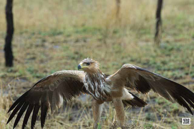 photographic safaris south Africa Kenya Botswana Tanzania Namibia serengeti flooded