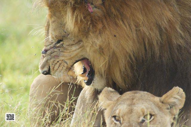 photographic safaris south Africa Kenya Botswana Tanzania Namibia skimmer male
