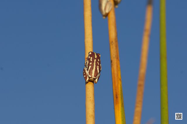 wildlife photography courses Kenya Tanzania south Africa Botswana sony