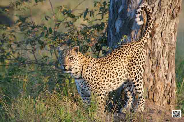 photographic safaris south Africa Kenya Botswana Tanzania Namibia stressed leopard