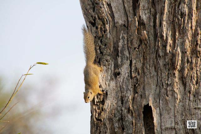 wildlife photography courses Kenya Tanzania south Africa Botswana surprise