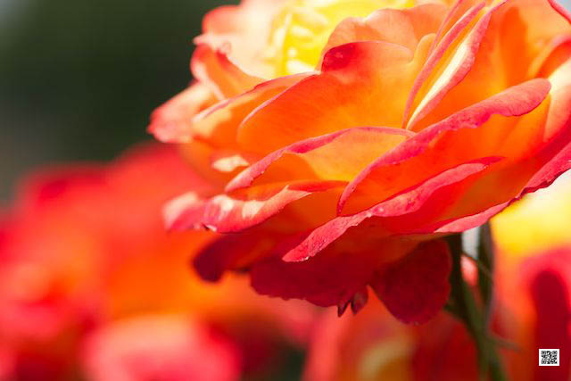 wildlife photography courses Kenya Tanzania south Africa Botswana think twice