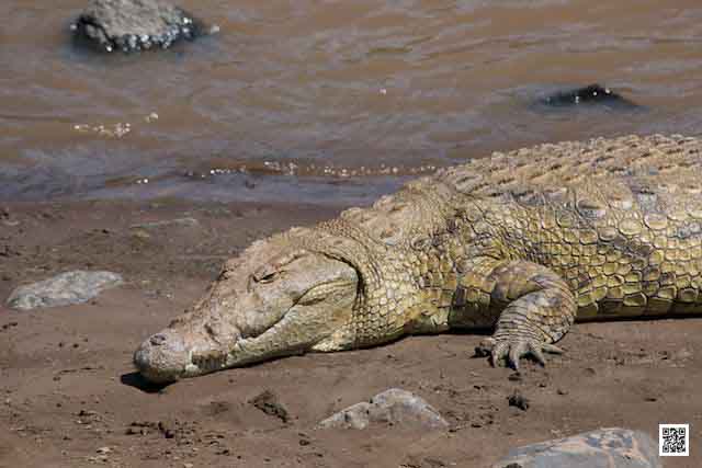 photographic safaris south Africa Kenya Botswana Tanzania Namibia travel safe