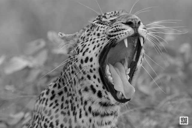 photographic safaris south Africa Kenya Botswana Tanzania Namibia vomba1