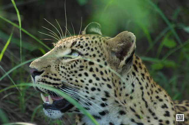 photographic safaris south Africa Kenya Botswana Tanzania Namibia vomba4