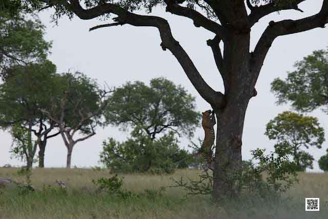 photographic safaris south Africa Kenya Botswana Tanzania Namibia vomba5
