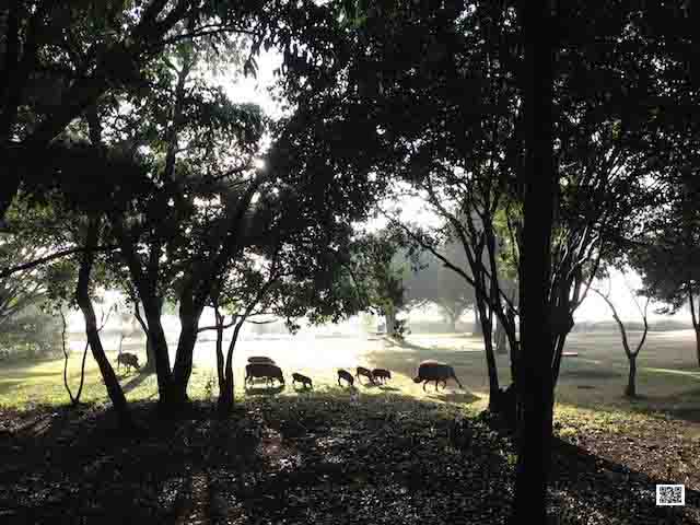 photographic safaris south Africa Kenya Botswana Tanzania Namibia warthog camp