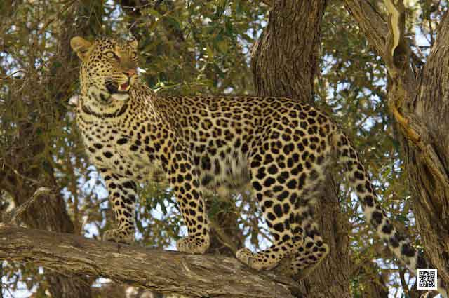 photographic safaris south africa masai mara kenya botswana tanzania namibia 4 leaders