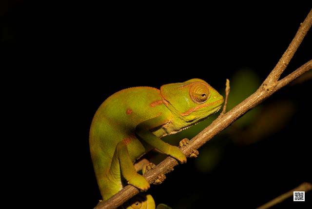 photographic safaris south africa masai mara kenya botswana tanzania namibia ansel adams clear