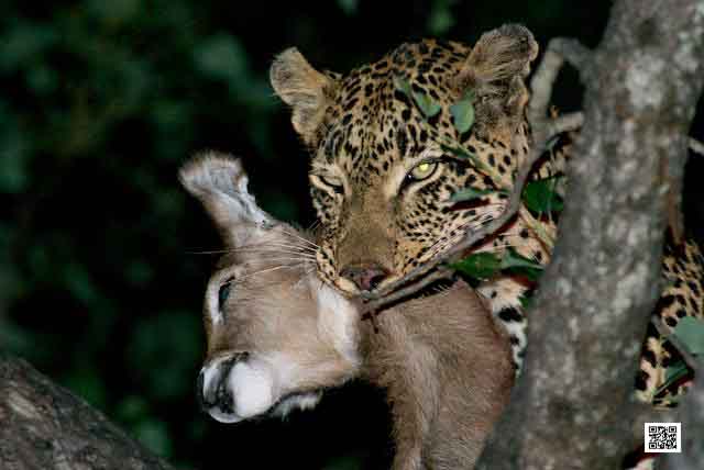 photographic-safaris-south-africa-masai-mara-kenya-botswana-tanzania-namibia-how-patient-are-you