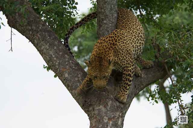 photographic-safaris-south-africa-masai-mara-kenya-botswana-tanzania-namibia-speed