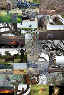 photographic safaris south africa tale of africa