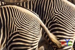 photography truth photographic safaris