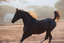 prince horse photography safari south africa