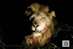 professional photographers wildlife photography course