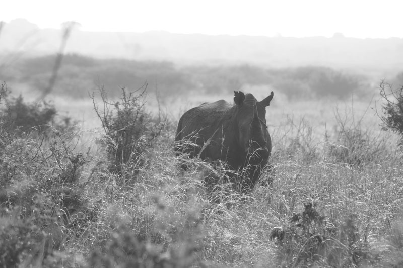 specialised-travel-reads-for-african-photographic-safaris
