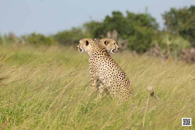 team building photographic safaris south Africa Kenya Tanzania Botswana namibia cheetah brothers