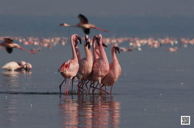 team building photographic safaris south Africa Kenya Tanzania Botswana namibia fix things