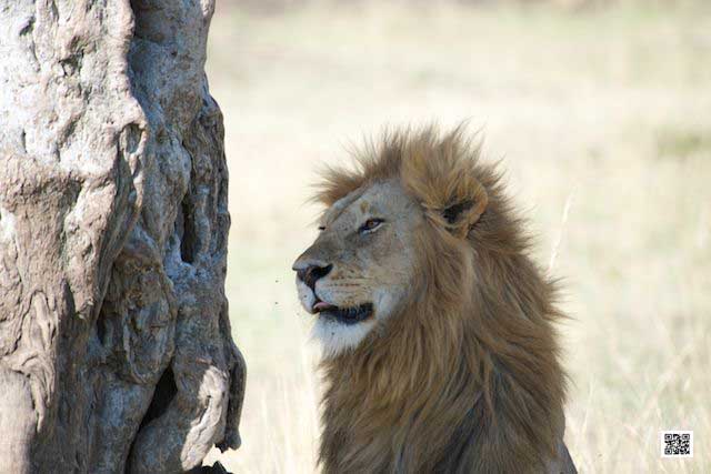 team building photographic safaris south Africa Kenya Tanzania Botswana namibia management teams