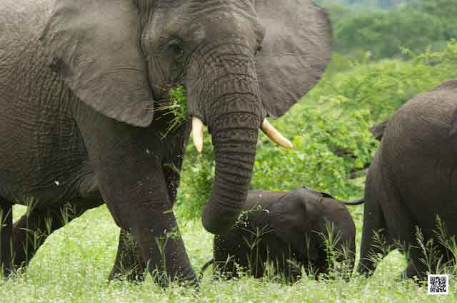 team building photographic safaris south Africa Kenya Tanzania Botswana namibia utilize