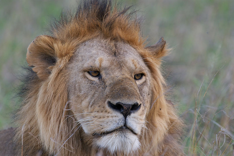 the-myth-of-the-big-five