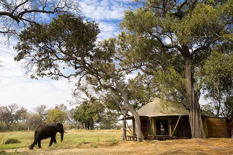 top-botswana-african-safari-tour-best-of-botswana-fly-in