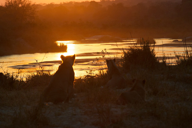 top-south-africa-safari-tour-kruger-sabi-sand-panorama-route