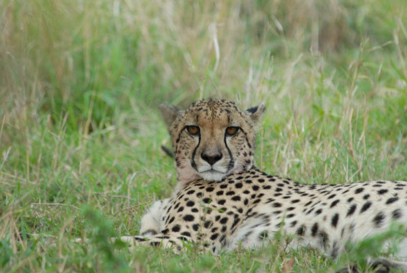 useful-travel-information-on-african-safari-for-ipad