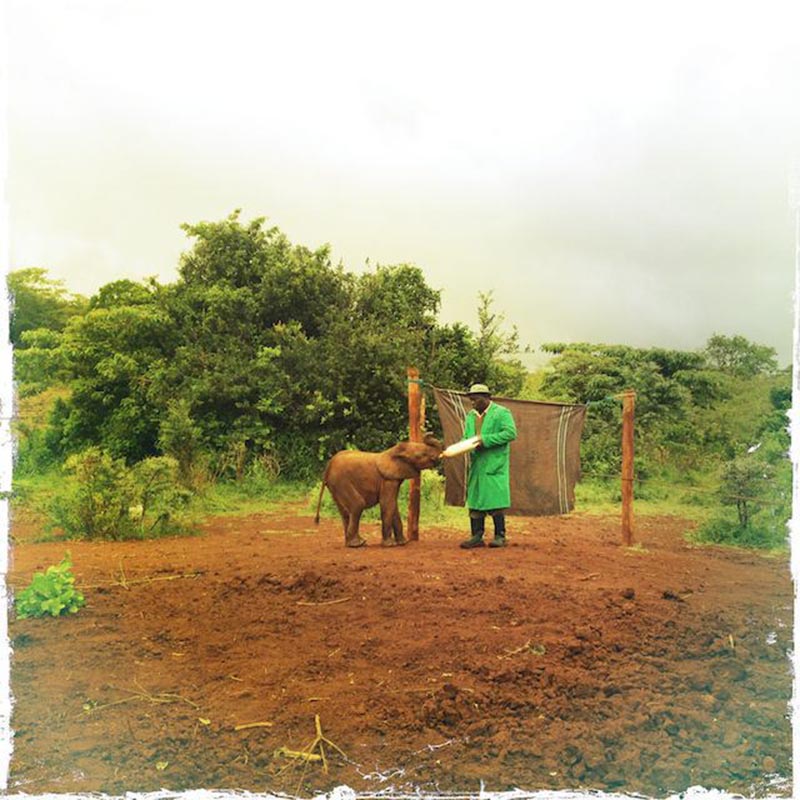 want-to-be-close-to-baby-elephants