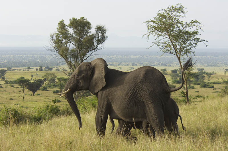 want-to-get-close-to-animals-on-african-safari