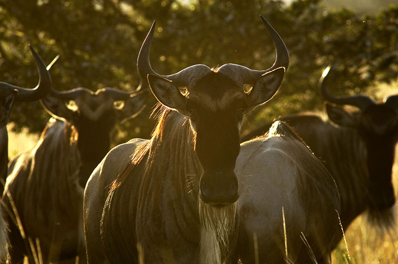 what-is-the-best-time-to-visit-the-great-migration